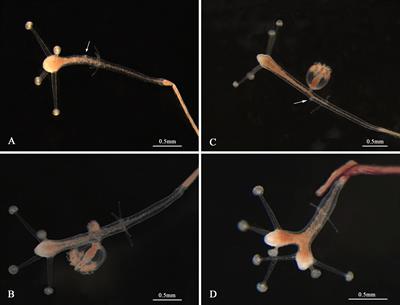 Identification of a Novel Species, Cladonema digitatum sp. nov. (Cnidaria: Hydrozoa: Cladonematidae), Using DNA Barcoding and Life Cycle Analyses